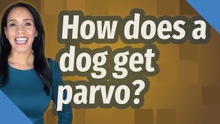 How does a dog get parvo [upl. by Em]