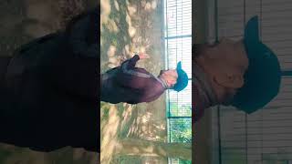 Ishaq Da Rogvinodshayer likesharecmntssubscribe viralshort [upl. by Aitnuahs]