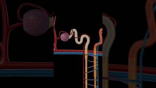 renal corpuscle structure and function nephron anatomy and physiology anatomy education biology [upl. by Sakiv]