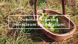 Common Hogweed Heracleum Sphondylium  Foraging UK [upl. by Lockwood]