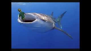 whale SHARK swallow a kid alive  shocking video [upl. by Einreb]