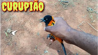 SOLTANDO ESSE LINDO PASSARINHO [upl. by Deach38]