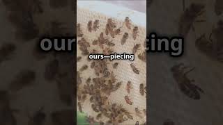 Honeybees Recognize Human Faces [upl. by Phoebe]