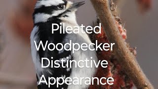 Pileated Woodpecker Distinctive Appearance pileatedwoodpecker woodpeckerbird [upl. by Sidnee]