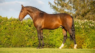 Horse for Sale  Charming and Talented 5YearOld Lusitano Gelding  piro free REF884 [upl. by Linden767]