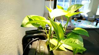 Pothos in aquarium growth time lapse 48 hours [upl. by Ocana]