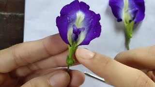 Dissection of Clitoria ternatea with SUBTITLE and explanation [upl. by Felicio228]