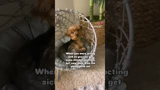 Mum hangup nowyorkie dogoftheday cuteanimals yorkiepuppy yorkiegram teacupdog [upl. by Meean940]