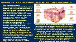 FISIOLOGÍA DEL SISTEMA NERVIOSO SOMÁTICO  PROF DR RAFAEL ESTRADA [upl. by Wald]