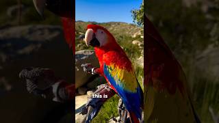 This bird can speak like human 😍🦜 [upl. by Notnroht]