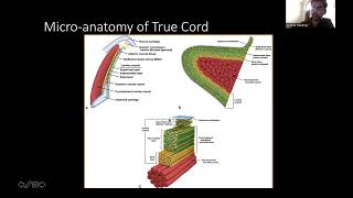 Applied Anatomy Of Larynx And Hypopharynx Dr Shikhar Sawhney [upl. by Enovad339]