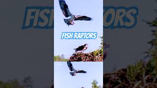 OSPREY EPIC LANDING with Fresh Walleye for Dinner  fishing Canada Wild 🐟 [upl. by Beaufert]