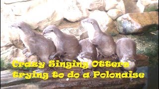 Crazy singing Otters funny [upl. by Settle]