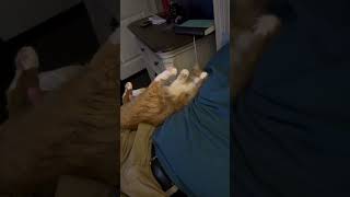 Orange cat behavior [upl. by Criswell]