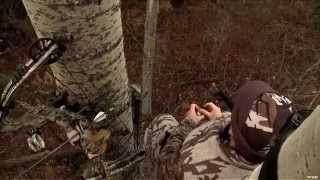 Hunting Whitetail Deer with Bow in Alberta [upl. by Beard]