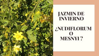 JAZMIN DE INVIERNO ¿NUDIFLORUM O MENSNYI [upl. by Findley]