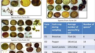 Using Mycorrhizal Fungi to Improve Soil Health and Increase Yield in Organic Vegetable Farms [upl. by Vogeley]