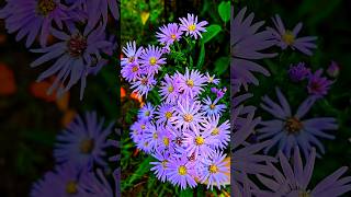 European Michaelmas daisy in Sri Lanka puple nature flower [upl. by Idell7]