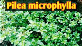 All about Pilea microphyllaRock weedArtillery plantJoypowder care [upl. by Ylecara]