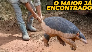 MAIOR TATU DA DÉCADA É ENCONTRADO NO PANTANAL [upl. by Aseral]