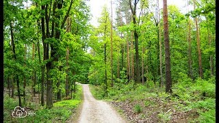 Bäume umarmen  Krebs besiegen [upl. by Benco632]