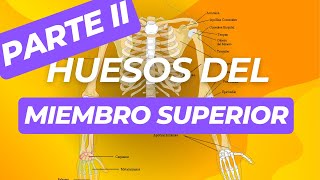 ✔ANATOMIA DE LOS HUESOS DEL MIEMBRO SUPERIOR HUMERO RADIO Y CUBITO  ANATOMIA👍 [upl. by Aleyam]