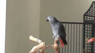 Ollie the African Grey clicking and whistling along to Always Look on the Bright Side of Life [upl. by Aihsram287]