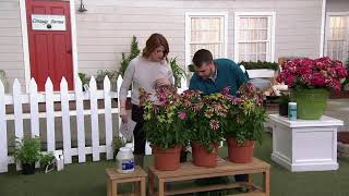 Cottage Farms 3Piece Green Twister Coneflowers on QVC [upl. by Follansbee]