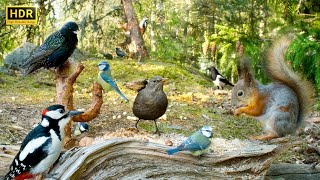 Cat TV😻 Forest BIRDS for Cats to Watch and their Squirrel friends🕊️🐿️ [upl. by Clorinde]