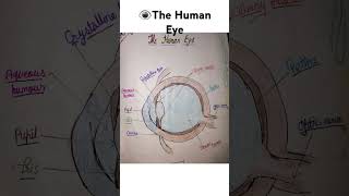 👁 The Human Eye diagram by student ytshorts humaneye science easydiagram [upl. by Ihcekn]