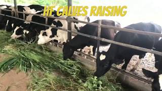 100 Holstein friesianHF Calves raising  Bangalore [upl. by Trever]