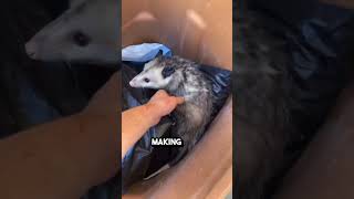 CUTE  STAY TO WATCH HOW POSSUMS CARRY THEIR BABIES [upl. by Alger]