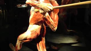 Body Worlds The Gymnast and The Baseball Player [upl. by Limhaj]