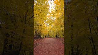 📍Belgrad Ormanı istanbul nature forest autumn fypシ fyp kesfet keşfet doğa travel [upl. by Obocaj717]