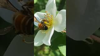 Apis Dorsata Rock bee  collecting pollen in pollen sacs [upl. by Udenihc810]