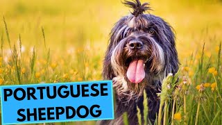 Portuguese Sheepdog  TOP 10 Interesting Facts  cão da Serra de Aires [upl. by Mcmillan775]