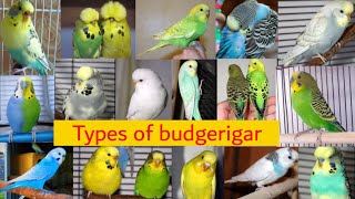 41 Types of budgies  All types of budgerigar  budgies [upl. by Ttsepmet233]