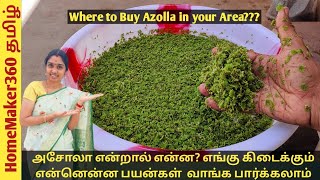 Where to Buy Azolla  How to Grow Azolla amp its Benefits அசோலா வளர்ப்பது எப்படி எங்கு கிடைக்கும் [upl. by Cresa]