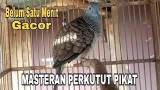 Pancingan Perkutut Pikat Belum Satu Menit Pasti Gacor [upl. by Oiluj]