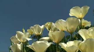 Eschscholzia californica Alba White California Poppy blooming  פרג קליפורניה אלבה פורח [upl. by Leeth]