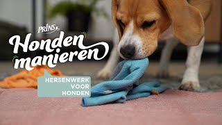 Hondenmanieren QampA Kan Mijn Hond Meer Zelfvertrouwen Krijgen Door Hersenwerk [upl. by Aloap]