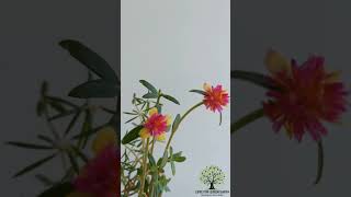 Portulaca Grandiflora loveforgreenearth houseplants portulaca outdoorplants plants love earth [upl. by Bryce]