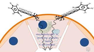 Formation of Saliva [upl. by Jarid744]