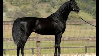 Mystic Jamaal  Homozygous Black Arabian Stallion [upl. by Elokyn705]