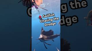 Sailfish chasing the dredge  sailfish fishing fishingvideo [upl. by Aetnahc476]