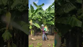 Banana farming ∆ Fungicides amp 13045 water soluble NPK bananafarm banana farming shorts [upl. by Bolitho699]