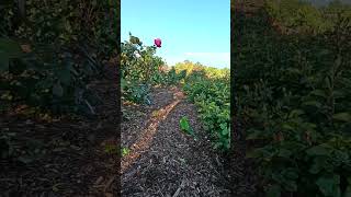 This cheerful parrot has fun and enjoys eating fragrant roses [upl. by Alveta]