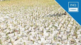 Pagasa El Niño may bring drought in 3 provinces by yearend  INQToday [upl. by Duleba]