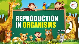 Reproduction in Organisms I Lecture 6 l Biology l NEET [upl. by Anirdua]