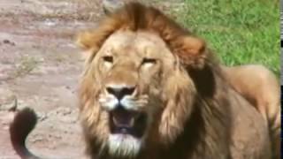 Lion Encounter Ngorongoro Crater May1994 [upl. by Myles]